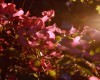 Dogwoods at Sunset